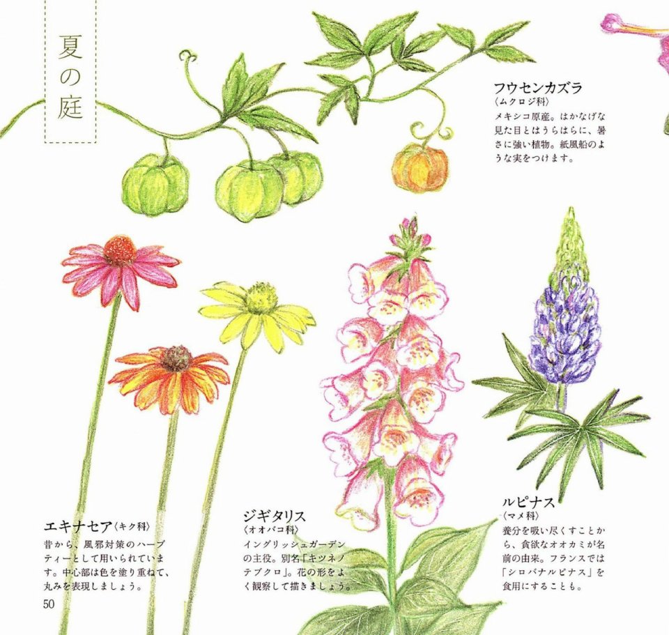 Lovely flowers and plants with colored pencils韩漫全集-全一册无删减无遮挡章节图片 