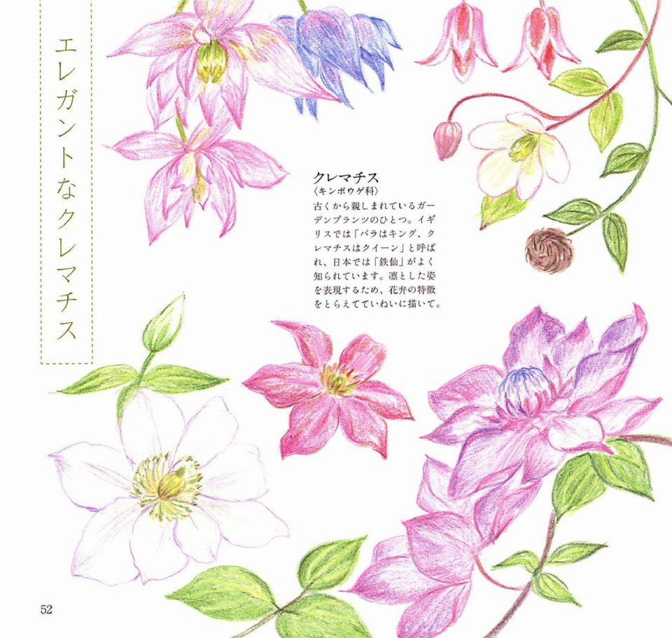 Lovely flowers and plants with colored pencils韩漫全集-全一册无删减无遮挡章节图片 