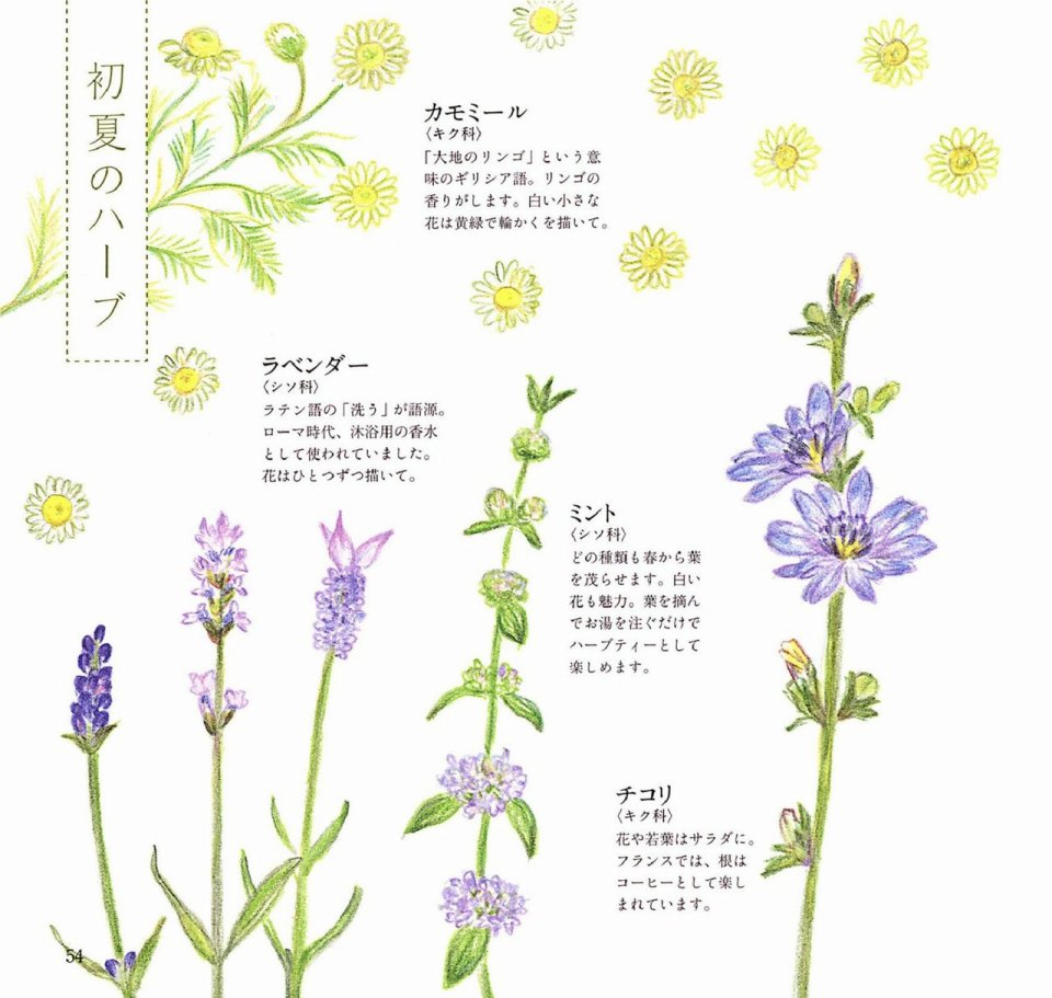 Lovely flowers and plants with colored pencils韩漫全集-全一册无删减无遮挡章节图片 