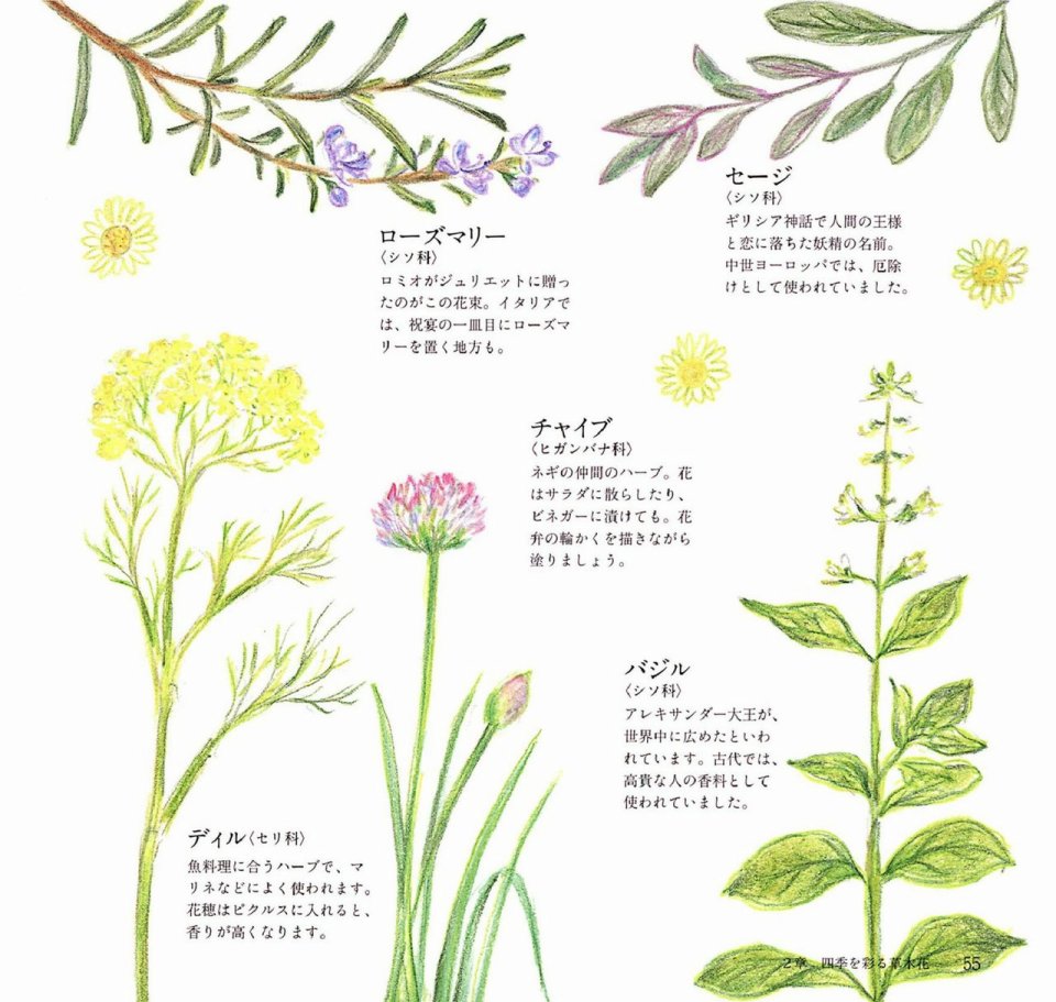 Lovely flowers and plants with colored pencils韩漫全集-全一册无删减无遮挡章节图片 