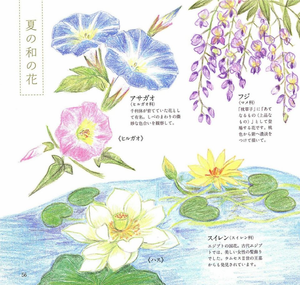 Lovely flowers and plants with colored pencils韩漫全集-全一册无删减无遮挡章节图片 