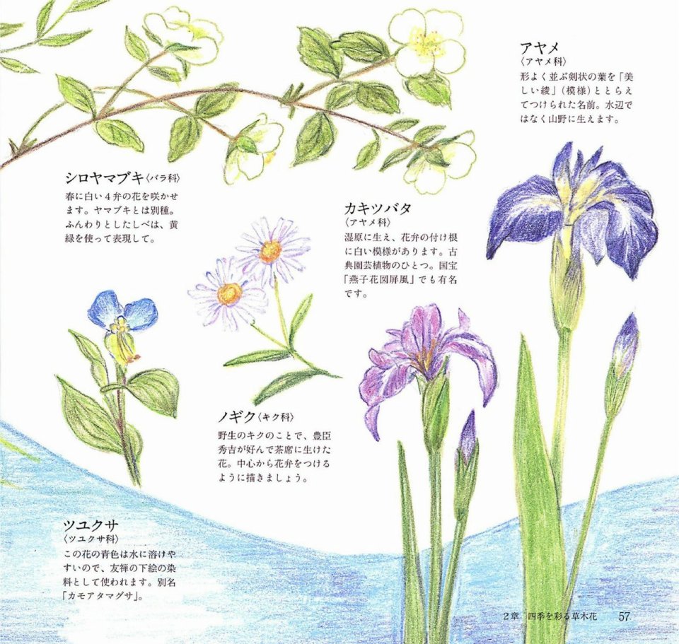 Lovely flowers and plants with colored pencils韩漫全集-全一册无删减无遮挡章节图片 