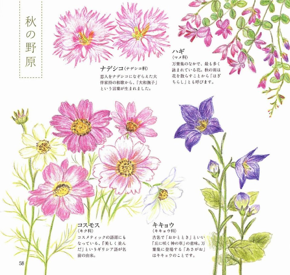 Lovely flowers and plants with colored pencils韩漫全集-全一册无删减无遮挡章节图片 