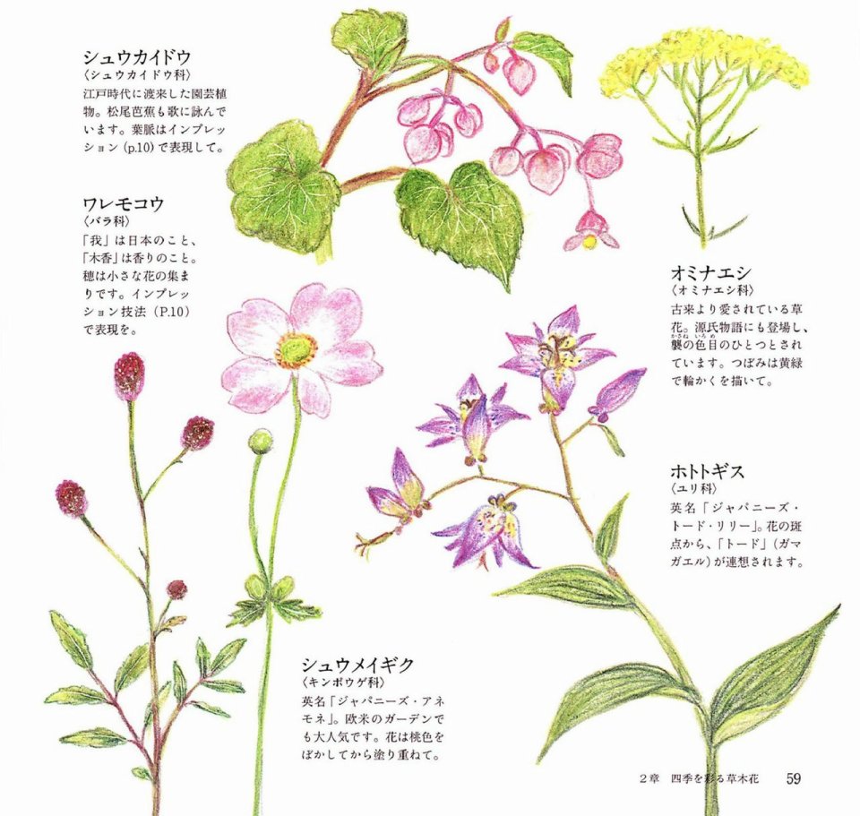 Lovely flowers and plants with colored pencils韩漫全集-全一册无删减无遮挡章节图片 
