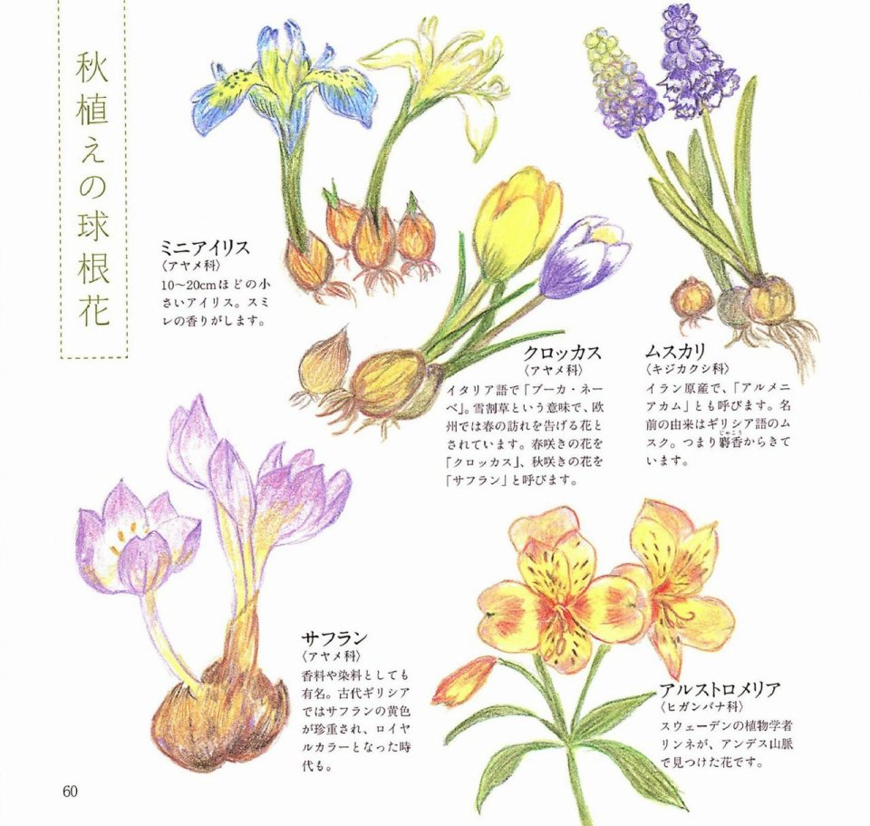 Lovely flowers and plants with colored pencils韩漫全集-全一册无删减无遮挡章节图片 