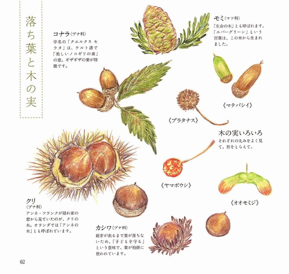 Lovely flowers and plants with colored pencils韩漫全集-全一册无删减无遮挡章节图片 