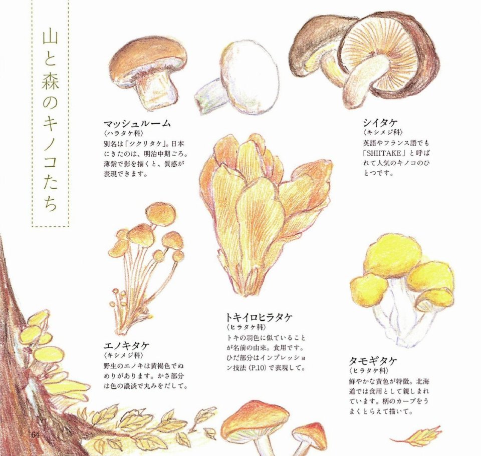 Lovely flowers and plants with colored pencils韩漫全集-全一册无删减无遮挡章节图片 