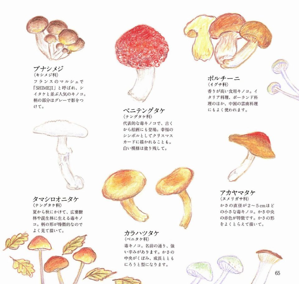 Lovely flowers and plants with colored pencils韩漫全集-全一册无删减无遮挡章节图片 