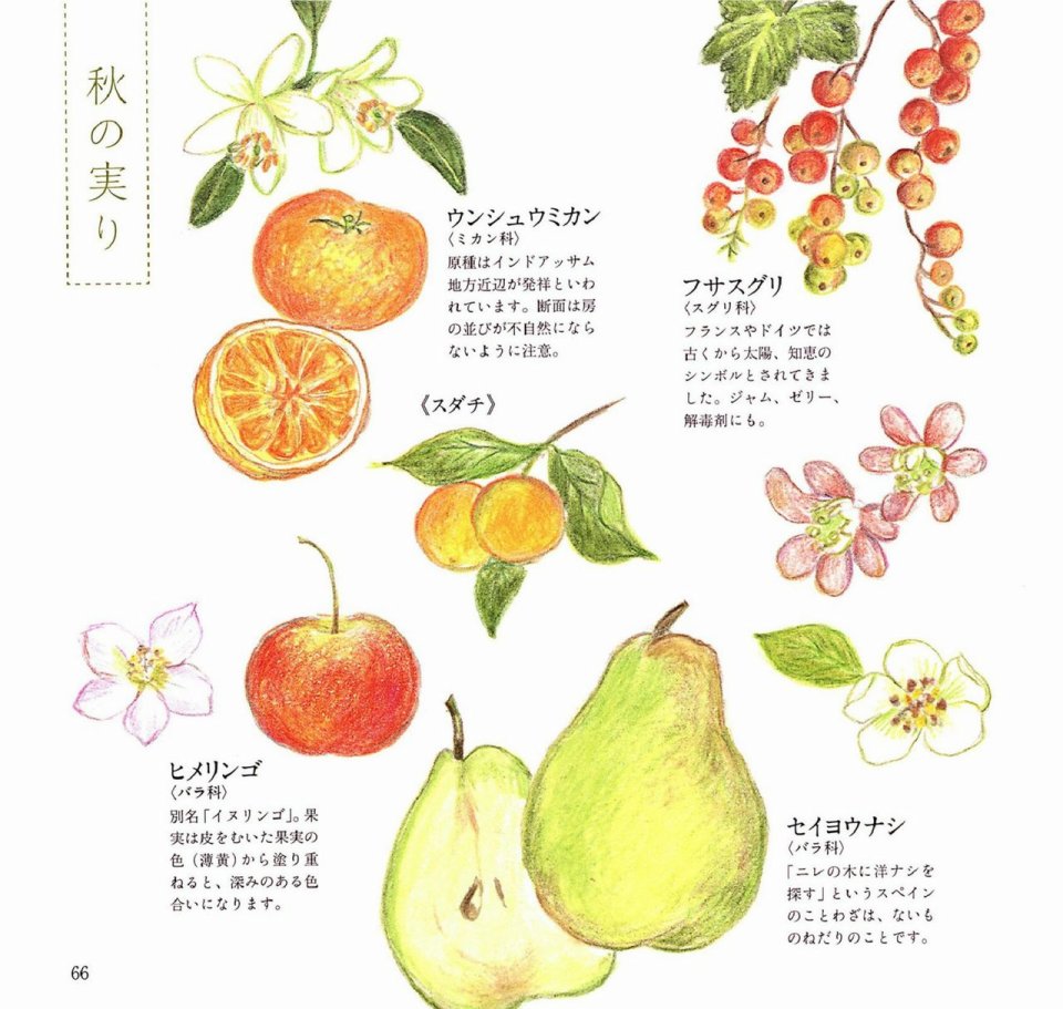Lovely flowers and plants with colored pencils韩漫全集-全一册无删减无遮挡章节图片 