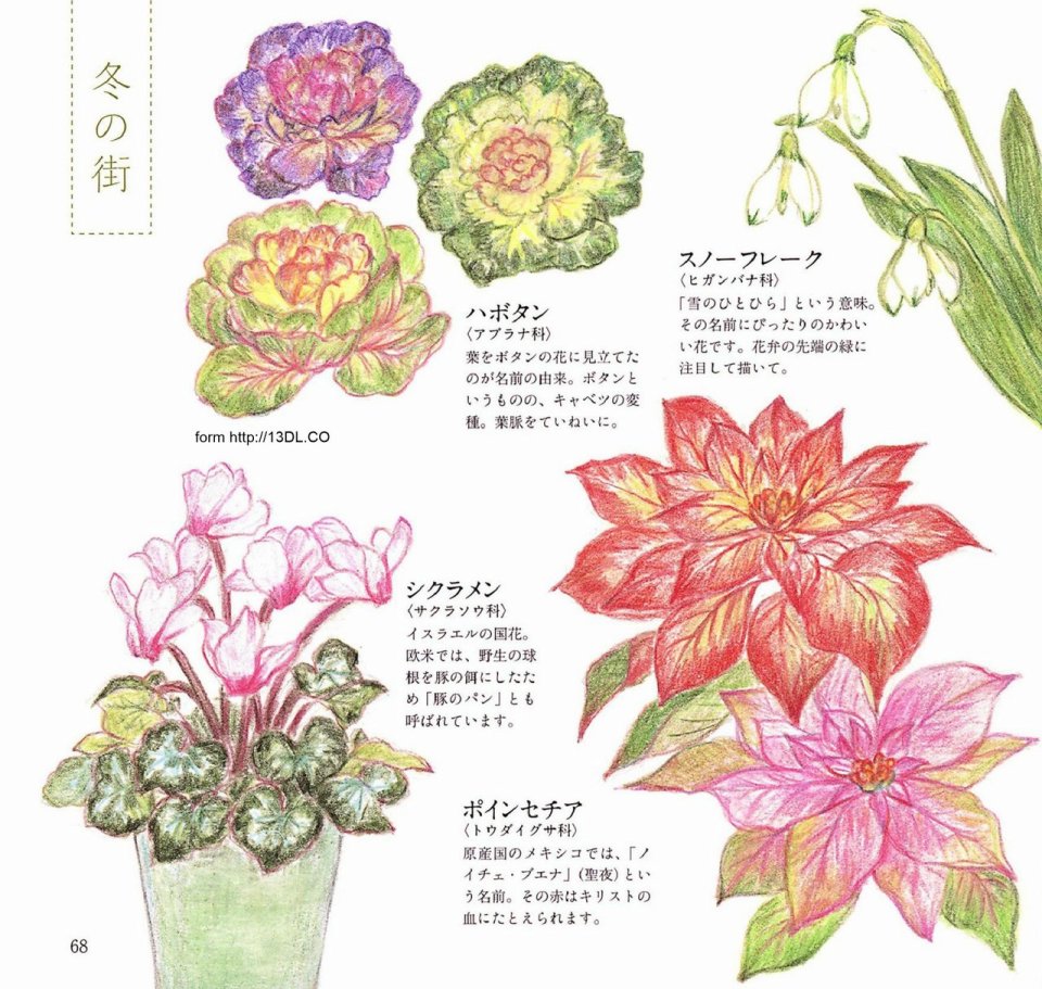 Lovely flowers and plants with colored pencils韩漫全集-全一册无删减无遮挡章节图片 