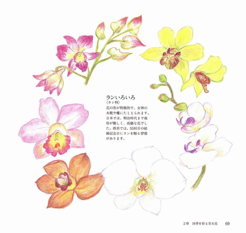 Lovely flowers and plants with colored pencils韩漫全集-全一册无删减无遮挡章节图片 