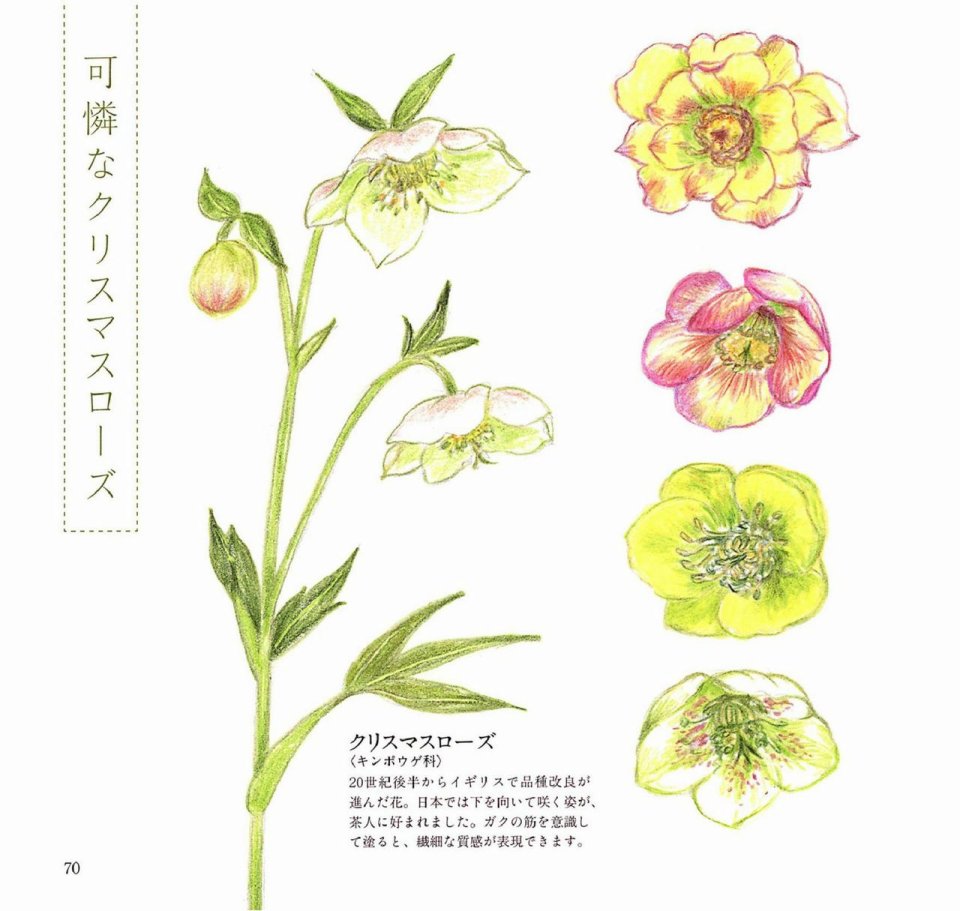 Lovely flowers and plants with colored pencils韩漫全集-全一册无删减无遮挡章节图片 