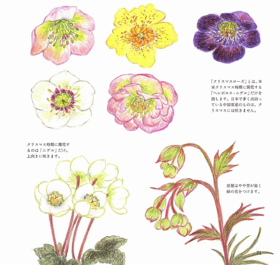 Lovely flowers and plants with colored pencils韩漫全集-全一册无删减无遮挡章节图片 
