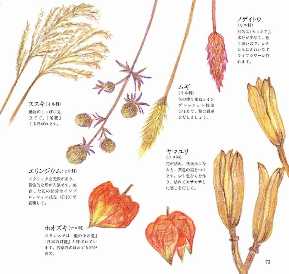 Lovely flowers and plants with colored pencils韩漫全集-全一册无删减无遮挡章节图片 