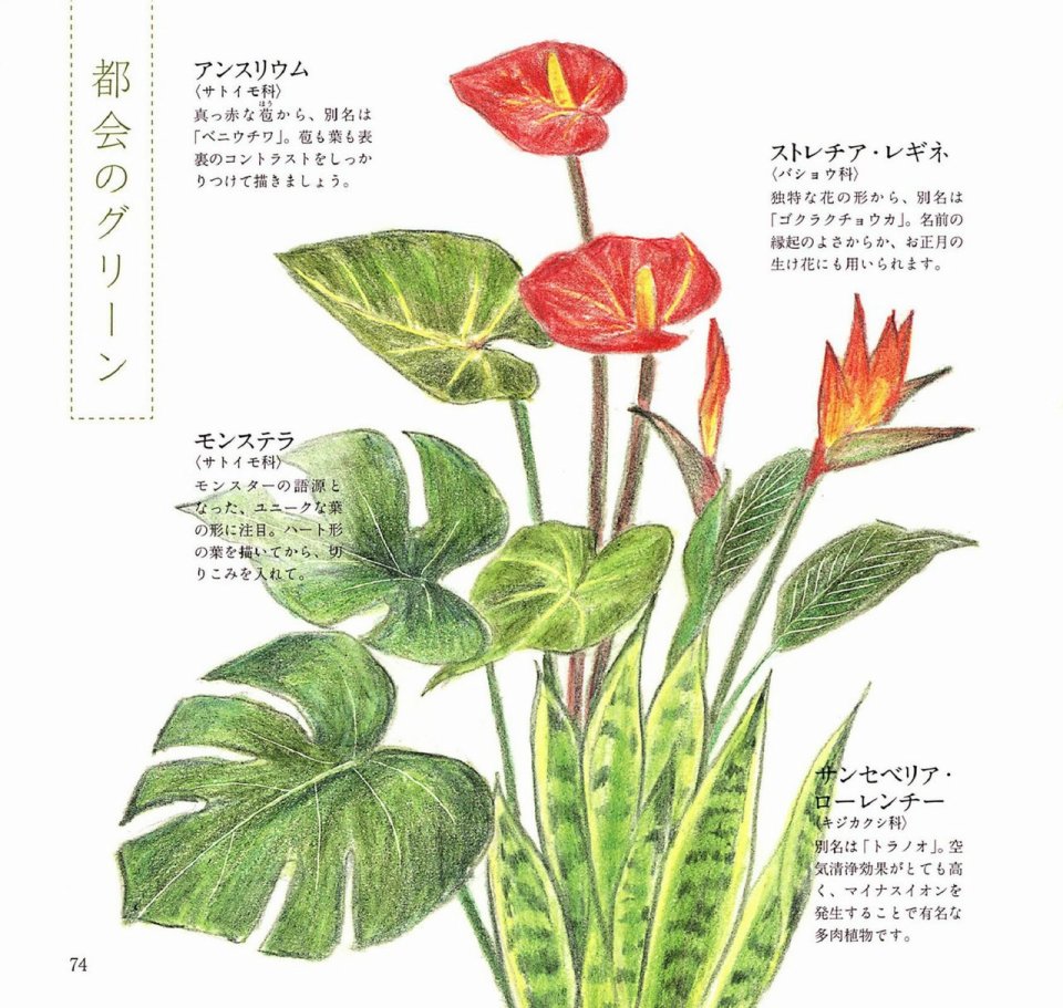 Lovely flowers and plants with colored pencils韩漫全集-全一册无删减无遮挡章节图片 