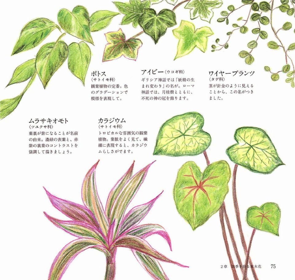 Lovely flowers and plants with colored pencils韩漫全集-全一册无删减无遮挡章节图片 