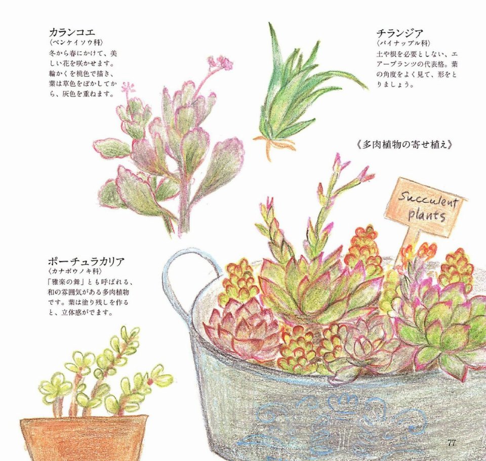 Lovely flowers and plants with colored pencils韩漫全集-全一册无删减无遮挡章节图片 
