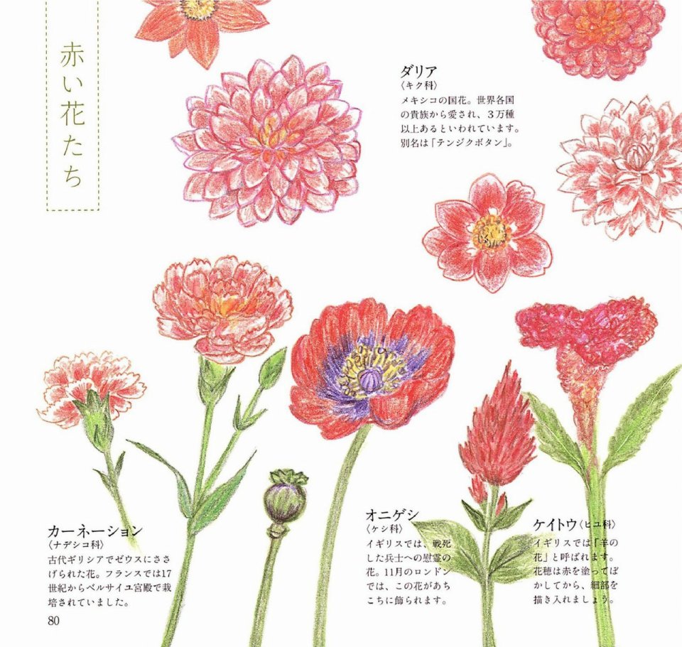 Lovely flowers and plants with colored pencils韩漫全集-全一册无删减无遮挡章节图片 