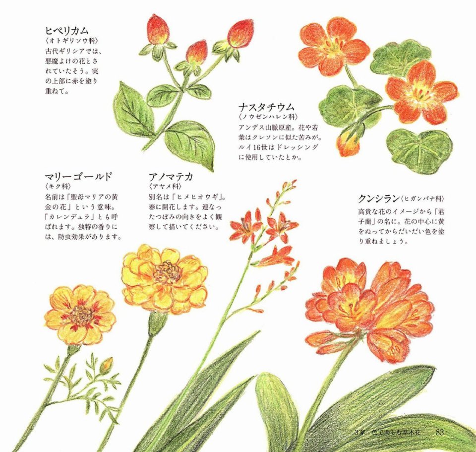 Lovely flowers and plants with colored pencils韩漫全集-全一册无删减无遮挡章节图片 