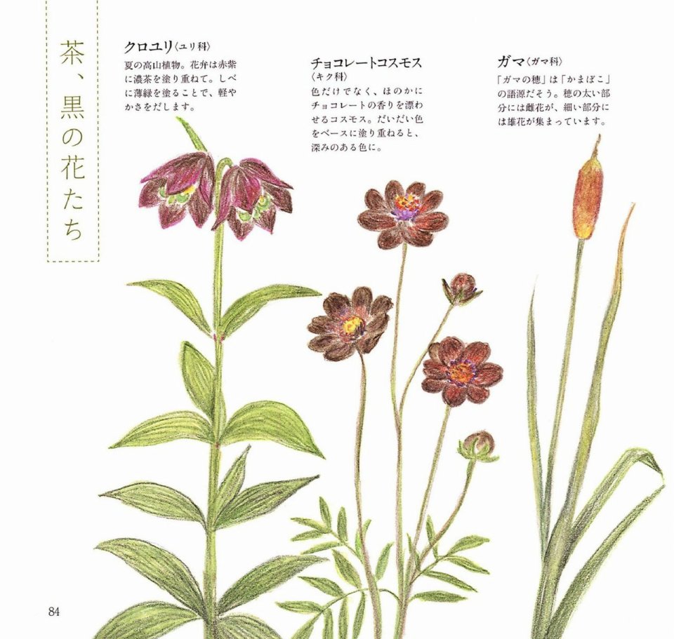Lovely flowers and plants with colored pencils韩漫全集-全一册无删减无遮挡章节图片 