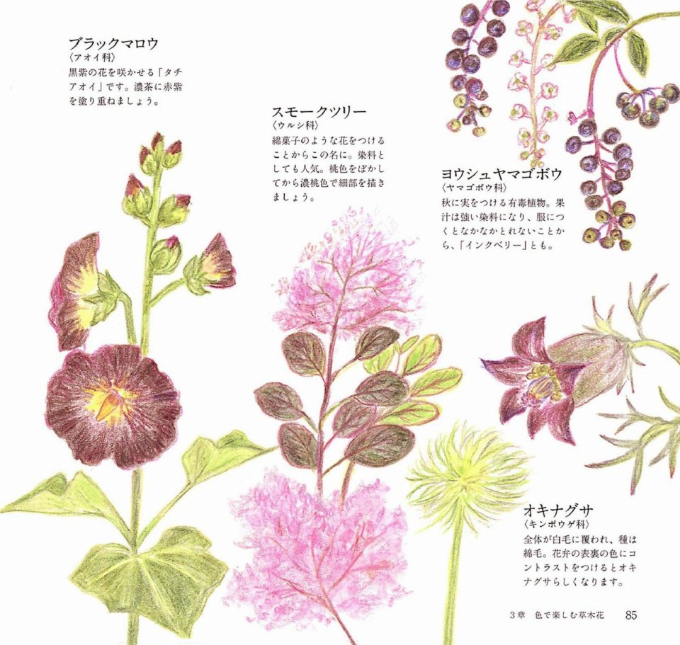 Lovely flowers and plants with colored pencils韩漫全集-全一册无删减无遮挡章节图片 
