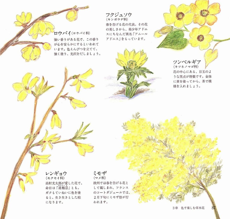 Lovely flowers and plants with colored pencils韩漫全集-全一册无删减无遮挡章节图片 