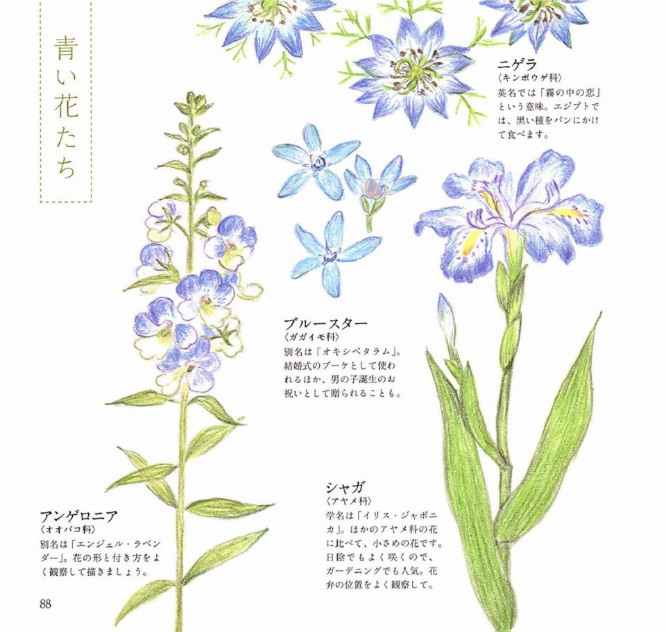 Lovely flowers and plants with colored pencils韩漫全集-全一册无删减无遮挡章节图片 