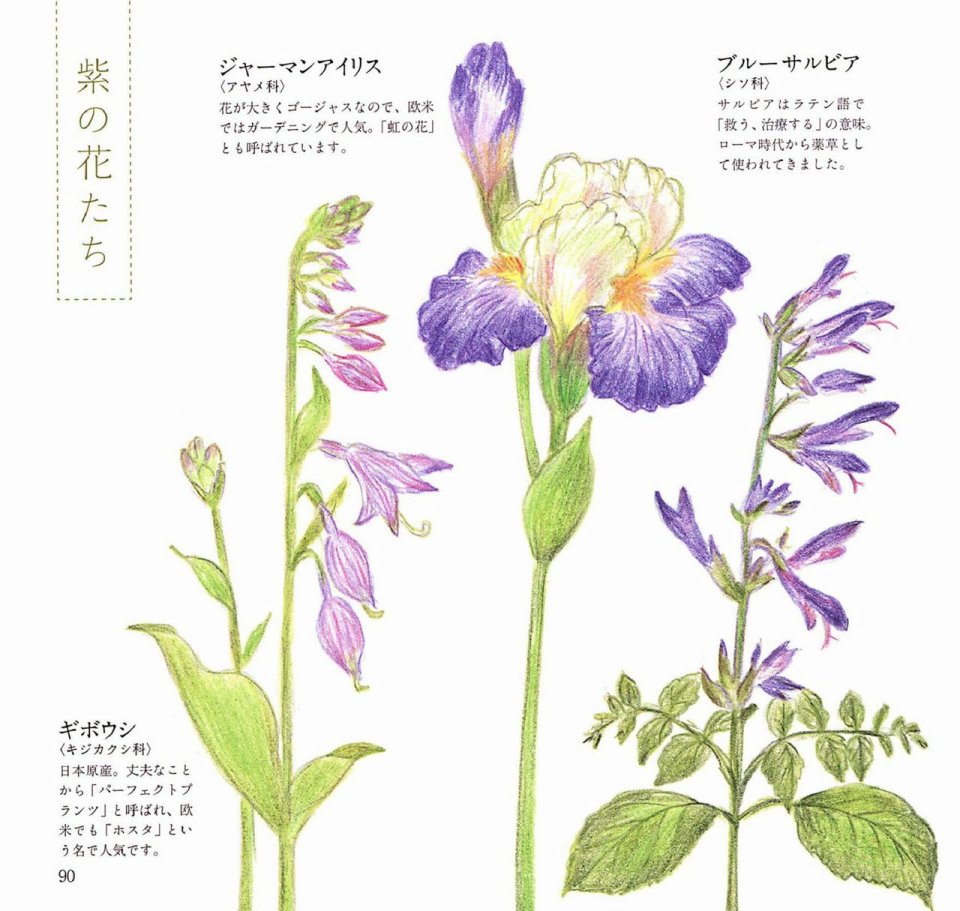Lovely flowers and plants with colored pencils韩漫全集-全一册无删减无遮挡章节图片 