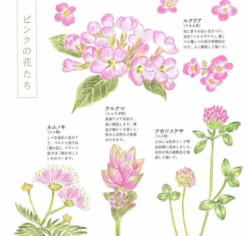 Lovely flowers and plants with colored pencils韩漫全集-全一册无删减无遮挡章节图片 
