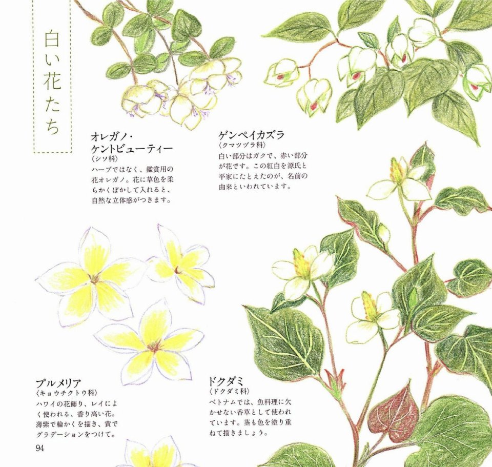 Lovely flowers and plants with colored pencils韩漫全集-全一册无删减无遮挡章节图片 