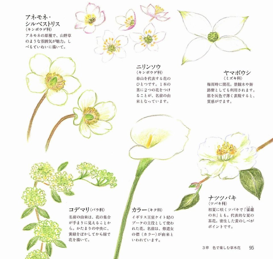 Lovely flowers and plants with colored pencils韩漫全集-全一册无删减无遮挡章节图片 