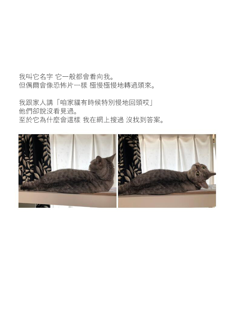 关于养猫我一直是新手韩漫全集-第19话无删减无遮挡章节图片 