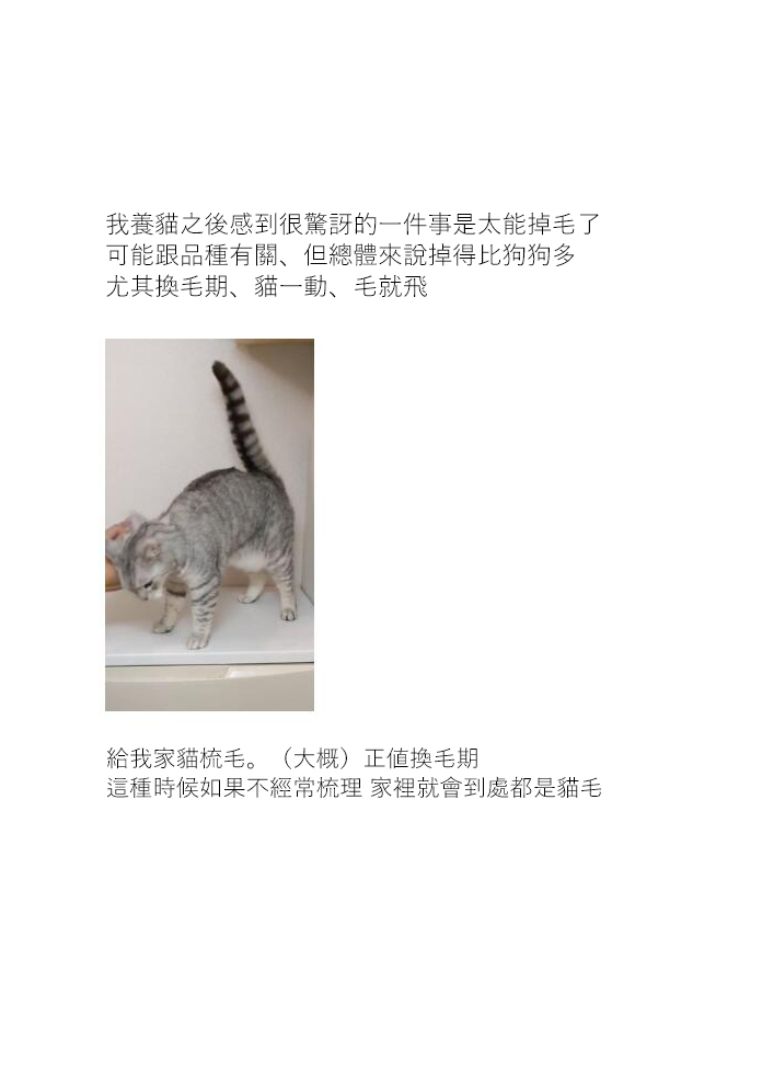 关于养猫我一直是新手韩漫全集-第11话无删减无遮挡章节图片 
